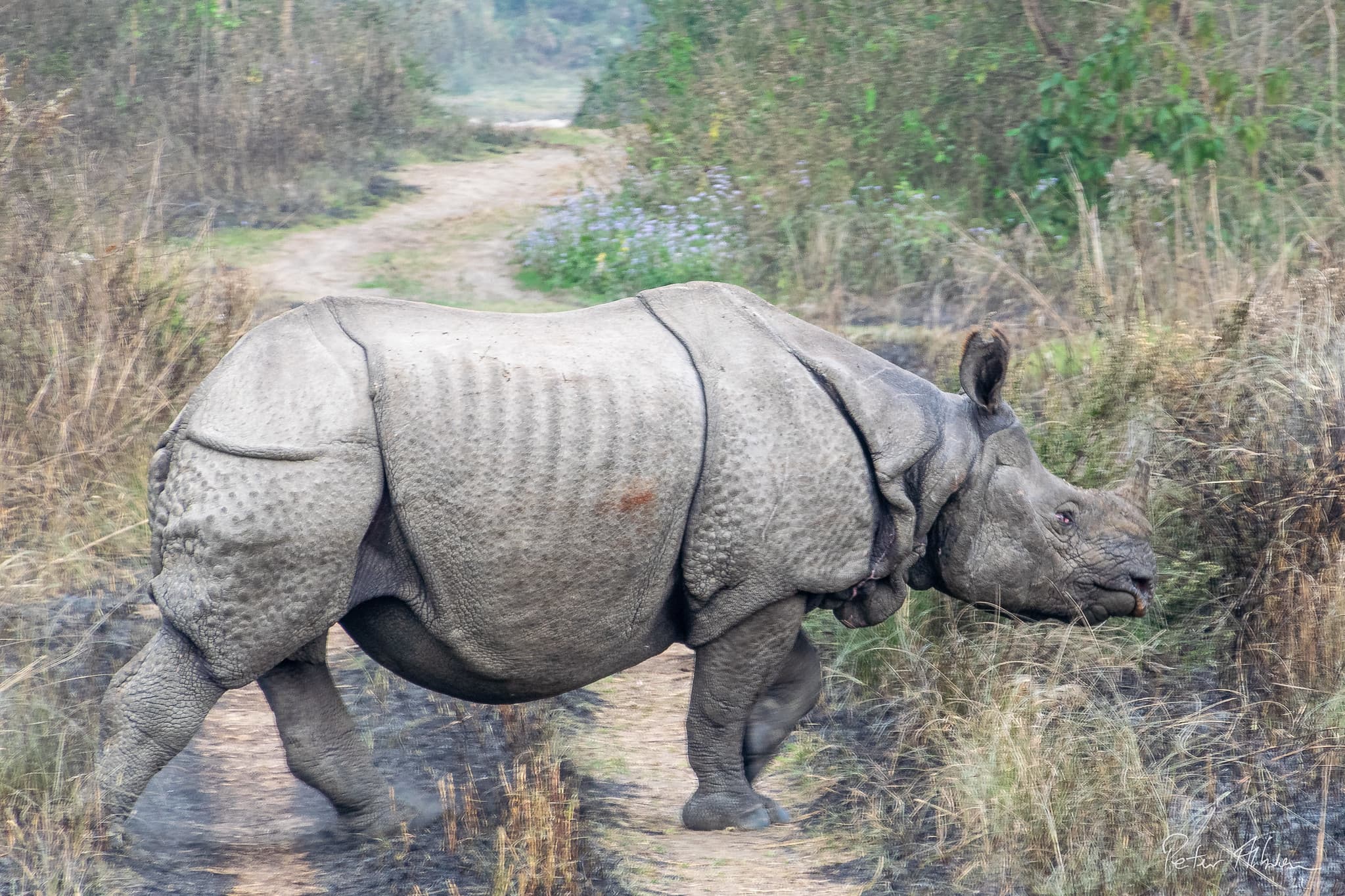 A large, gray greater one-horned rhinoceros walks across a dirt path in a grassy, wooded environment.